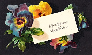 Multicoloured pansies on a Christmas card Multicoloured pansies on a Christmas card