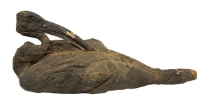 Mummified sacred ibis, partially unwrapped Mummified sacred ibis, partially unwrapped