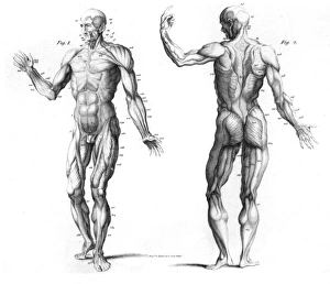 The Muscular System of the Human Body The Muscular System of the Human Body