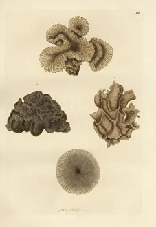 Mushroom coral species Mushroom coral species