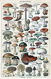 Mushroom Identification Print, Larousse 1913