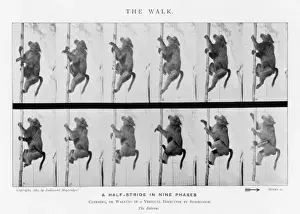 Prints of baboon : walking Eadweard Muybridge Prints: Muybridge Print: Baboon Walking