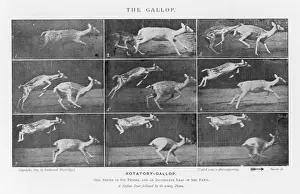 Eadweard Muybridge Prints: Muybridge - Deer