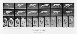 Dog Racing Prints: Muybridge's Print of a Racing Hound in Galloping Motion