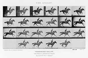 Horse Racing Prints: Muybridge's Horse Gallop Print
