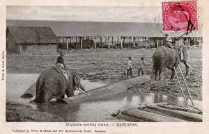 Myanmar - Yangon - Elephants moving timber Myanmar - Yangon - Elephants moving timber