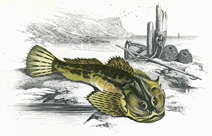Myoxocephalus scorpius, or Father-Lasher Myoxocephalus scorpius, or Father-Lasher