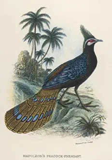 Napoleon's Peacock-Pheasant Print