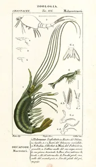 Narwal shrimp, leptostracan and mysid shrimp Narwal shrimp, leptostracan and mysid shrimp