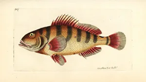 Nassau grouper, Epinephelus striatus Nassau grouper, Epinephelus striatus