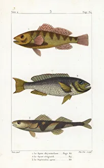 Nassau grouper, redtail parrotfish and the Rhone apron Nassau grouper, redtail parrotfish and the Rhone apron