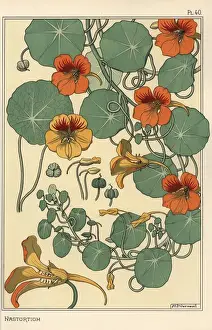 Prints of Nasturtium botanical study.. Lithograph with pochoir (stencil) handcoloring from Eugene Grassets Plants and their Application to Ornament, Paris, 1897 Eugene Grasset Prints: Nasturtium Botanical Study Print, 1897