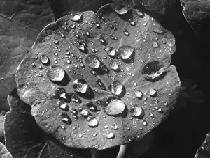 Raindrops On Leaves Prints: Nasturtium Raindrops