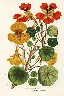 Nasturtium varieties, Tropaeolum species Nasturtium varieties, Tropaeolum species