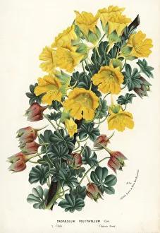 Nasturtium variety, Tropaeolum polyphyllum Nasturtium variety, Tropaeolum polyphyllum