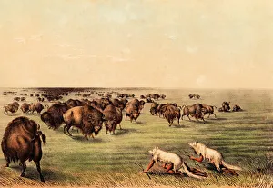 Native American Indian Buffalo Hunt Under the White Wolf Ski Native American Indian Buffalo Hunt Under the White Wolf Ski