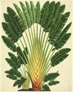 Prints of Plate 911 from the John Reeves Collection of Botanical Drawings from Canton, China. Held in the Botany Library at the Natural History Museum, London Museum Prints: Strelitzea sp. Bird of Paradise Flower Print, Plate 911