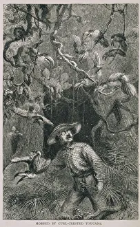 A naturalist being mobbed by Pteroglossus beauharnaesii, cur A naturalist being mobbed by Pteroglossus beauharnaesii, cur