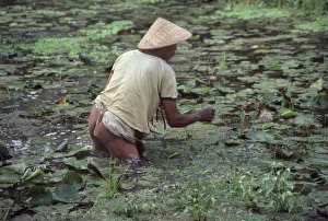 Near naked man wades in a pond to gather water lilies - Bali Near naked man wades in a pond to gather water lilies - Bali