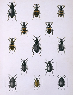 Necrophorous, Necrodes & Silpha, beetles Necrophorous, Necrodes & Silpha, beetles