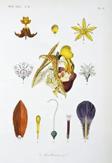 Flowering Plant Anatomy Prints: Nectaries from various flowers