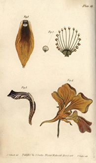 Nectarium of the crown imperial 1, grass of Nectarium of the crown imperial 1, grass of