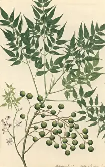 Natural History Museum Artwork Prints: Neem Tree