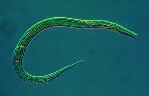 Prints of This nematode worm specimen has an unsegmented, cylindrical body and is also known as a roundworm Worm Prints: Roundworm Nematode Print: Unsegmented Cylindrical Specimen
