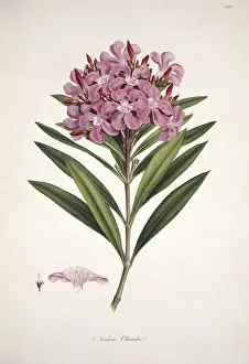 Nerium oleander, Oleander Print by Mary Evans Prints Online