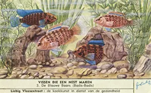 1954 Print of Nest-Making Badis badis (Blue Bass)
