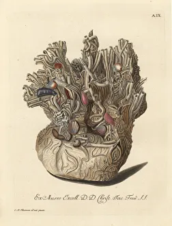 Nest of sponge coral, Halcyonium durum, Geodia cydonium? Nest of sponge coral, Halcyonium durum, Geodia cydonium?