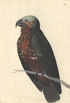 Nestor meridionalis, South Island kaka Nestor meridionalis, South Island kaka