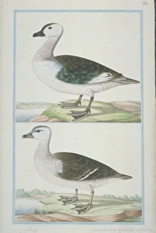 Nettapus coromandelianus, cotton teal Nettapus coromandelianus, cotton teal