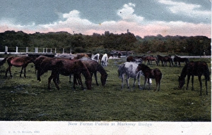 New Forest Ponies, Markway Bridge, Hampshire New Forest Ponies, Markway Bridge, Hampshire