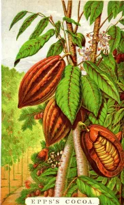 Eppes Cocoa Advertising Print (New Images August 2021)