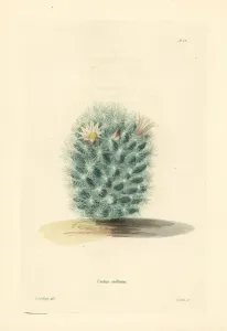 Baja Organ Pipe Cactus Print, Stenocereus stellatus