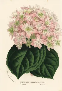 Big-leaf Hydrangea Print, 1870