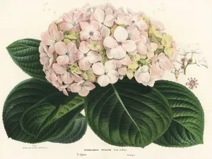 Bigleaf Hydrangea Print, Handcoloured Lithograph 1867-1868