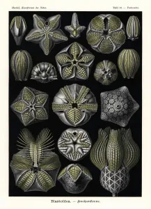 Ancient Marine Life Prints: Blastoids or fossil extinct echinoderms