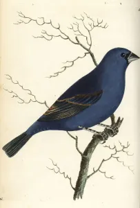 Blue Grosbeak Print, 1802 Handcoloured Copperplate Engraving