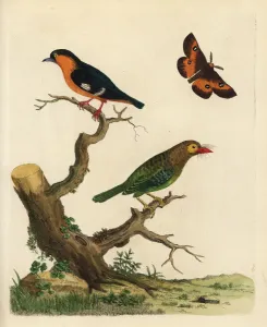 Brown-headed Barbet and Common Iora Print, 1776