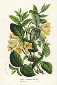 Weigela middendorfiana Print, Handcoloured Lithograph 1856