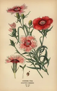 Chinese Pink Print, Dianthus chinensis Chromolithograph 1896