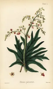 Chinese Rhubarb Print, Rheum palmatum, 1852