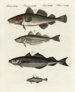 Friedrich Johann Bertuch Artwork Prints: Cod, whiting, pollock and poor cod