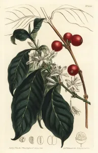 Coffee Tree Print, Coffea arabica, 1810