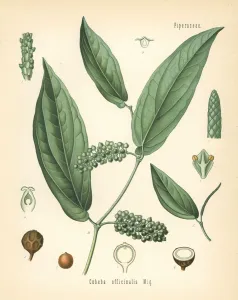 Cubeb or Java Pepper Print, 1887 Chromolithograph