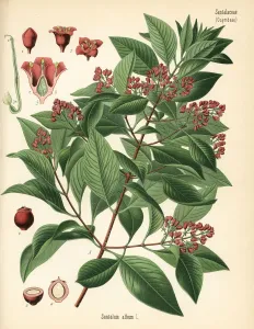 New Images August 2021 Prints: Indian Sandalwood Print, Santalum album (Vulnerable)