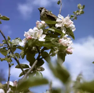 Springtime Floral Print with Perched Bird