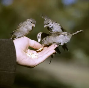 Bird Feeding Prints: (insert)